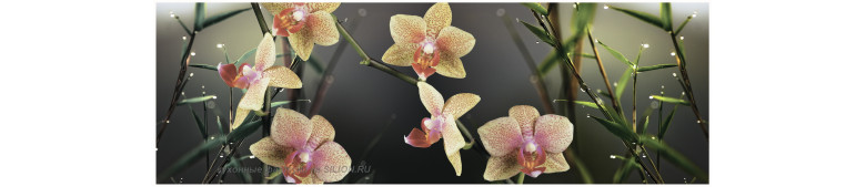 Фартук кухонный Орхидея