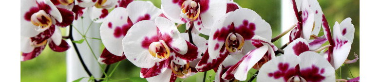Фартук кухонный Дикая орхидея